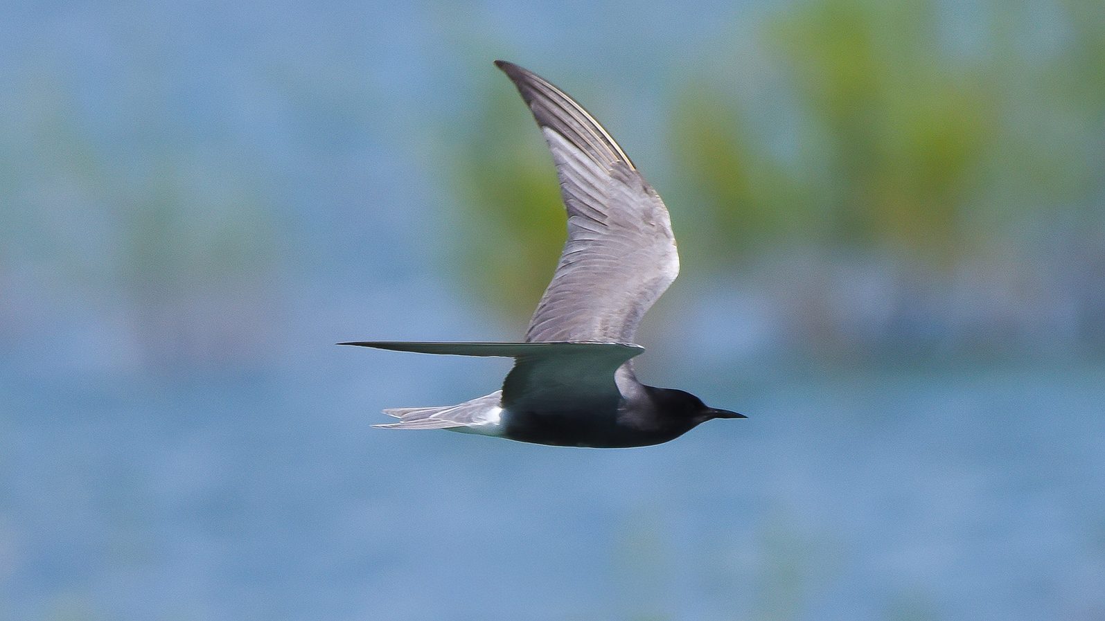 Black Tern